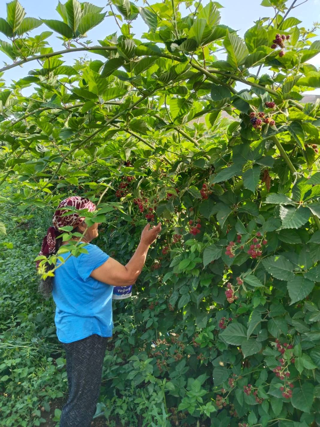 Erzincan'da hasadı başladı: Kimyasal kullanmadan dondurulup kurutuluyor 6